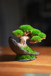Slow Wood - Young (Preserved Plants)