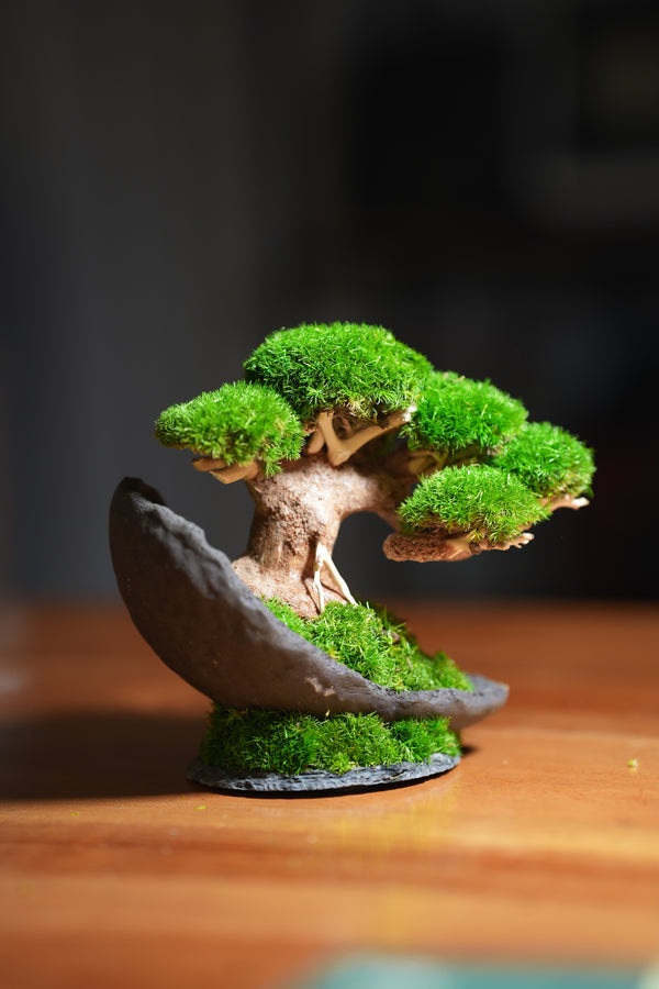 Slow Wood - Young (Preserved Plants)