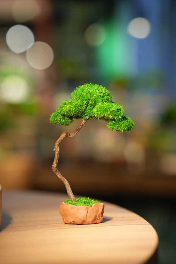 Small Tree in the East