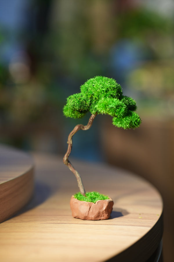 Small Tree in the East