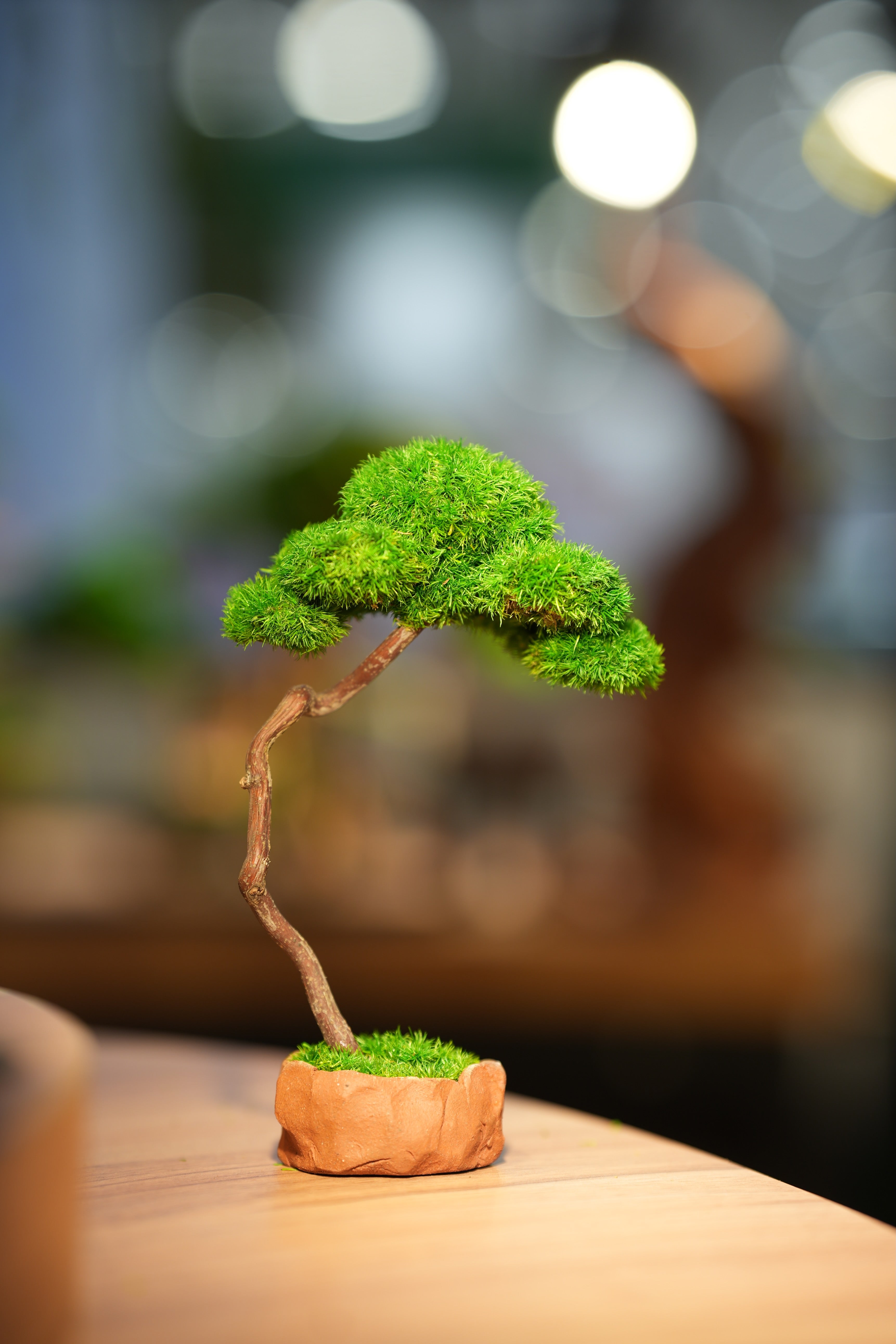 Small Tree in the East
