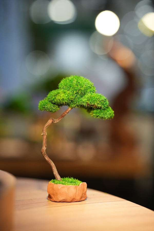 Small Tree in the East