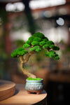 Rosewood - Canopy