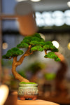 Rosewood - Canopy