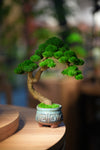 Rosewood - Canopy