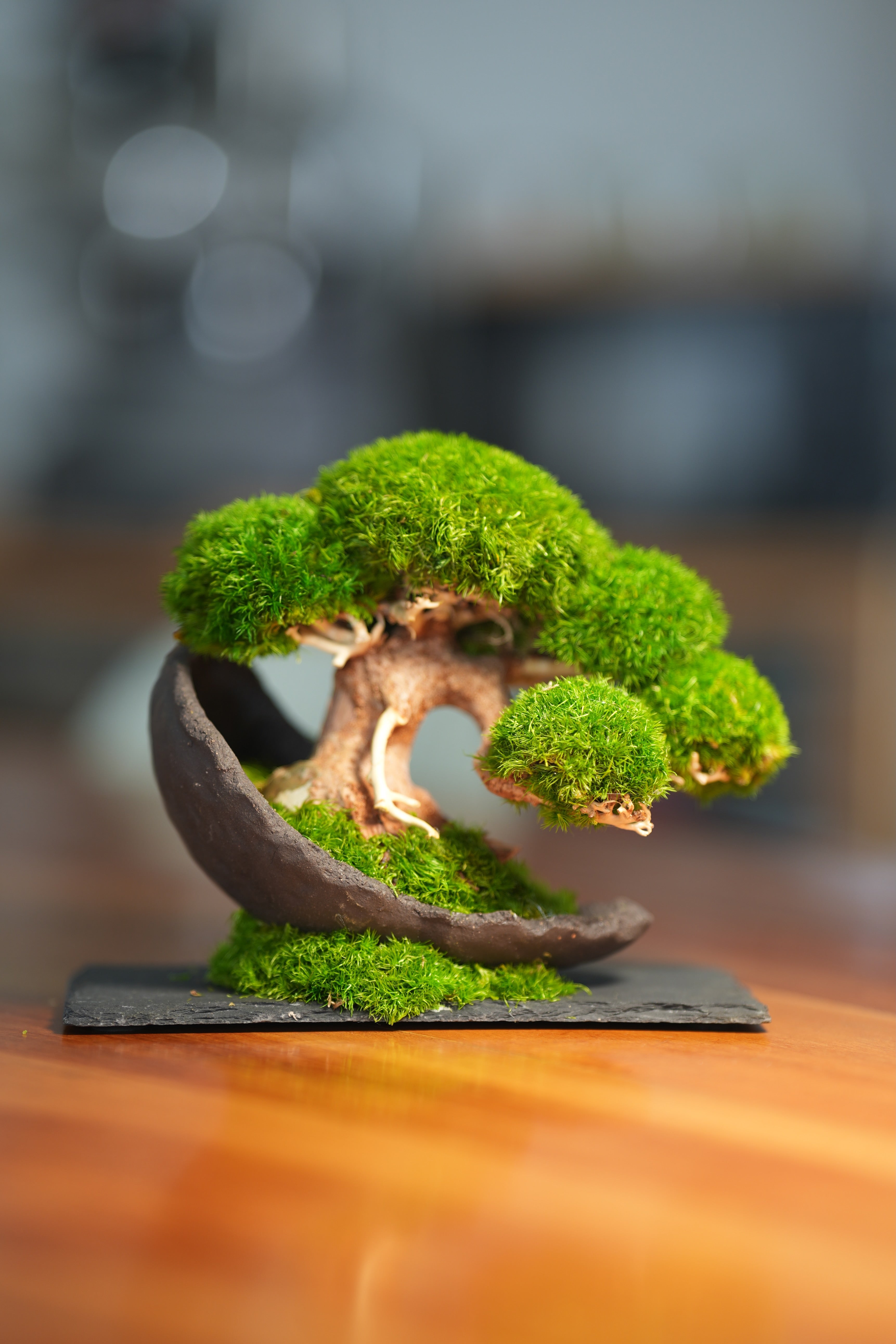Slow Wood - Young - Half Moon (Preserved Plants)