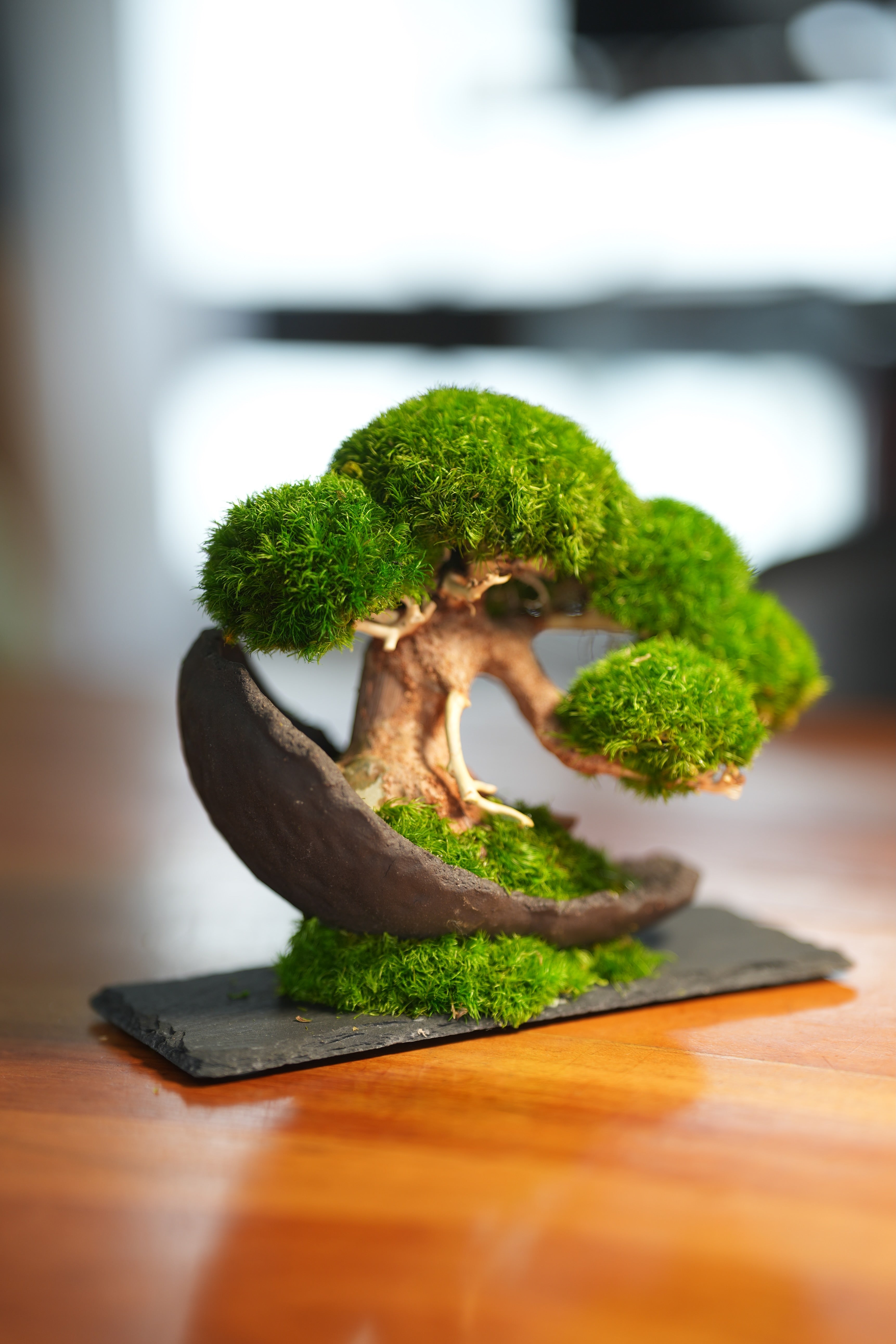 Slow Wood - Young - Half Moon (Preserved Plants)