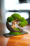 Slow Wood - Young - Half Moon (Preserved Plants)