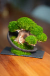 Slow Wood - Young - Half Moon (Preserved Plants)