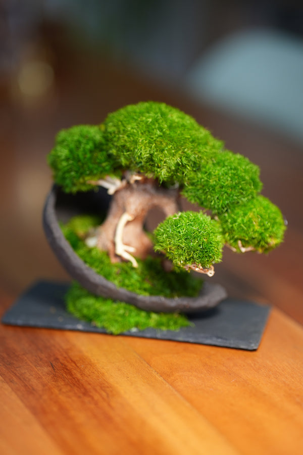 Slow Wood - Young - Half Moon (Preserved Plants)