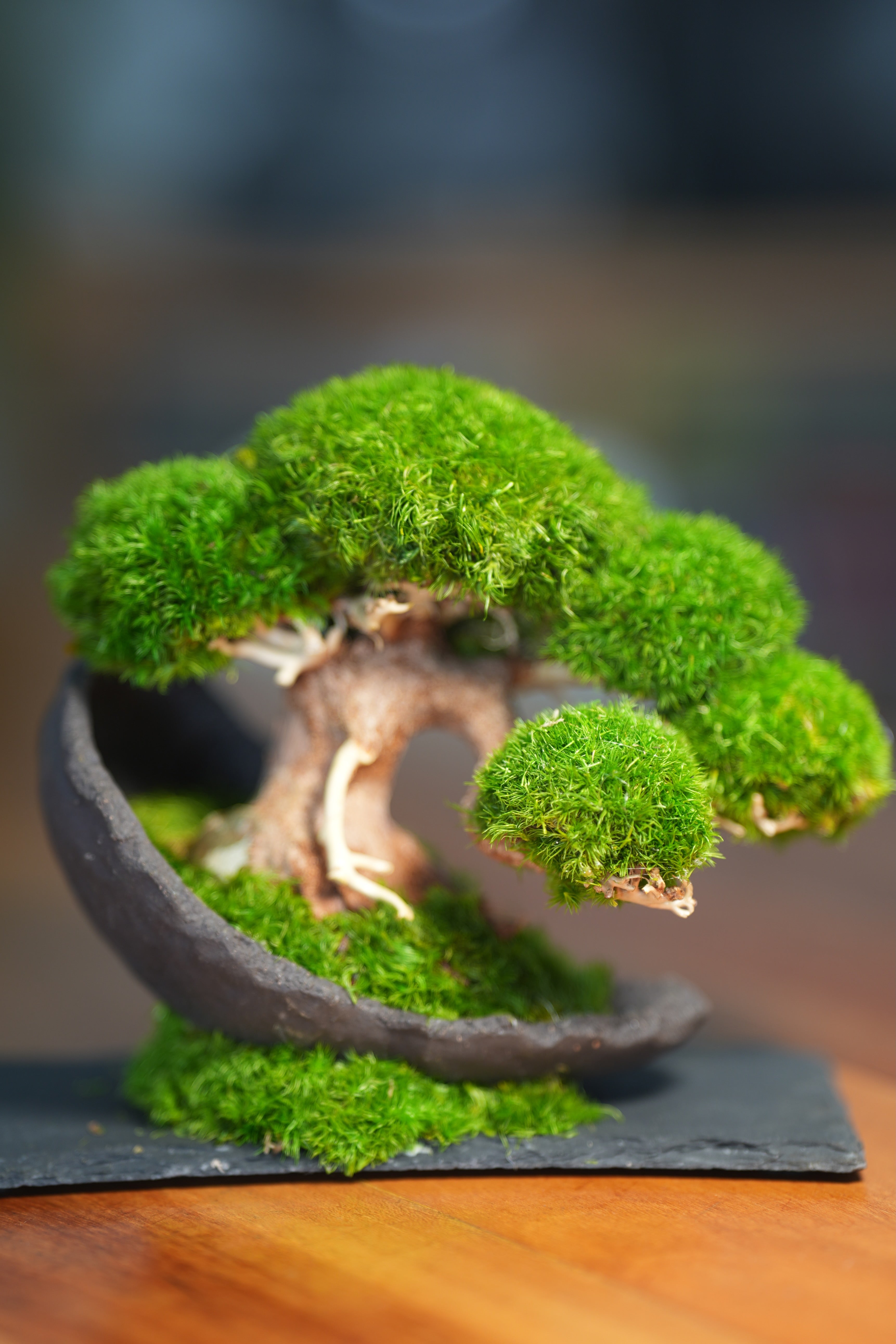 Slow Wood - Young - Half Moon (Preserved Plants)