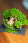 Slow Wood - Young - Half Moon (Preserved Plants)