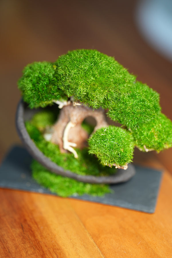 Slow Wood - Young - Half Moon (Preserved Plants)