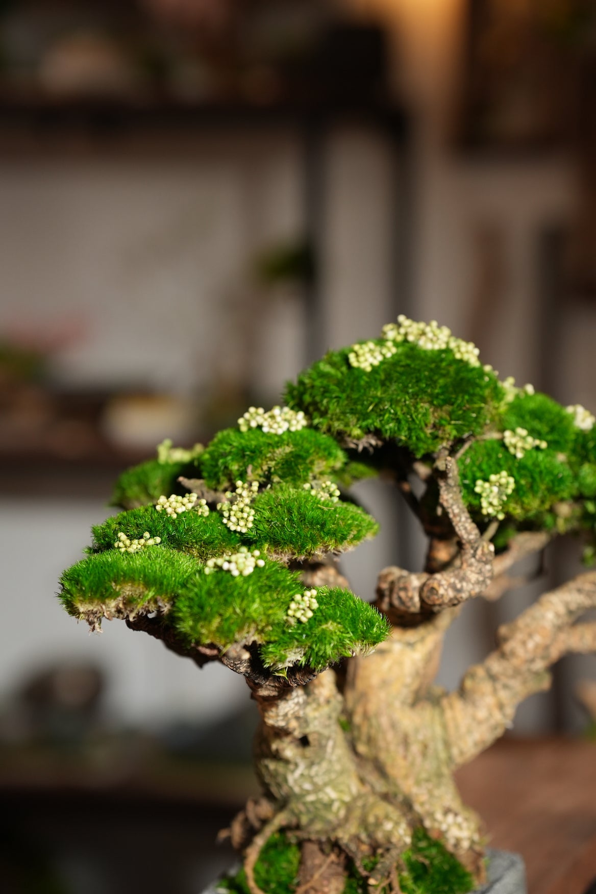 Stand of Ever Green (Preserved Plants)