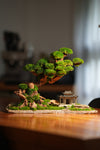 Greenwood - A Path in the East (Preserved Plants)