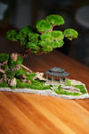 Greenwood - A Path in the East (Preserved Plants)
