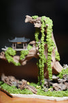 Blackwood Cliff