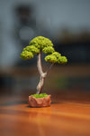 Small Tree in the East - Canopy