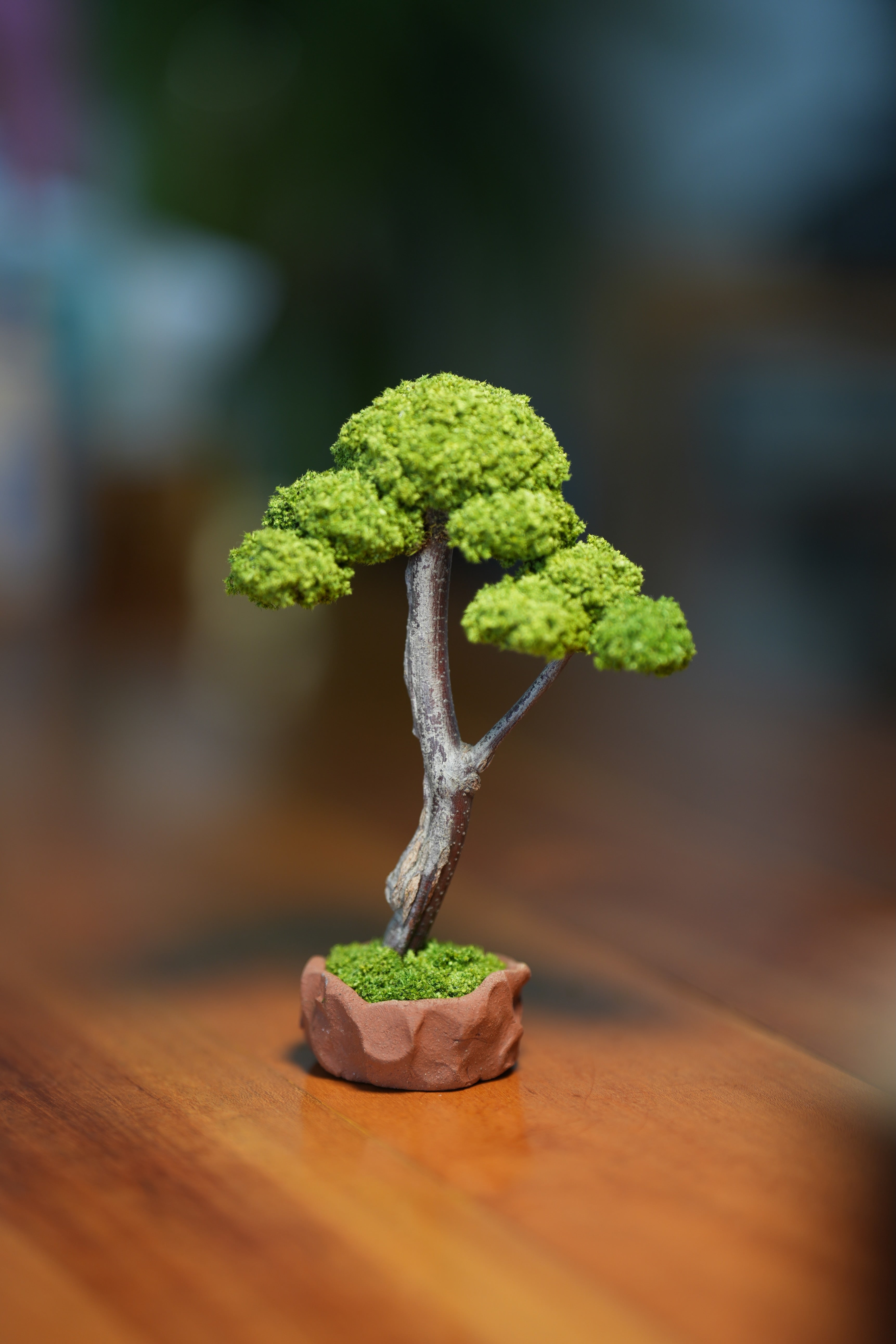 Small Tree in the East - Canopy