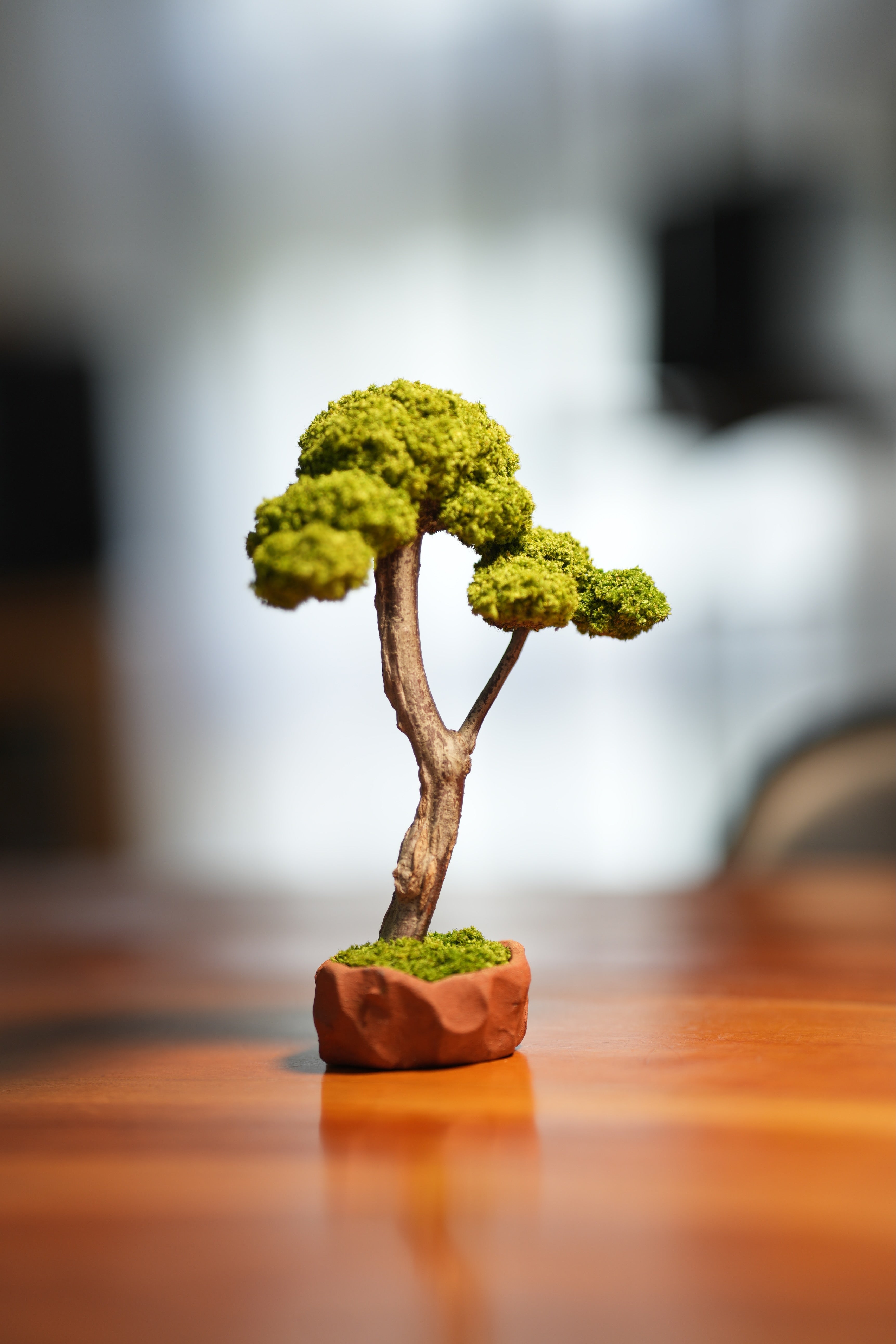 Small Tree in the East - Canopy