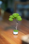 Small Tree in the East