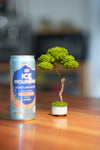 Small Tree in the East