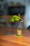 Small Tree in the East - Grace