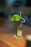 Small Tree in the East - Grace