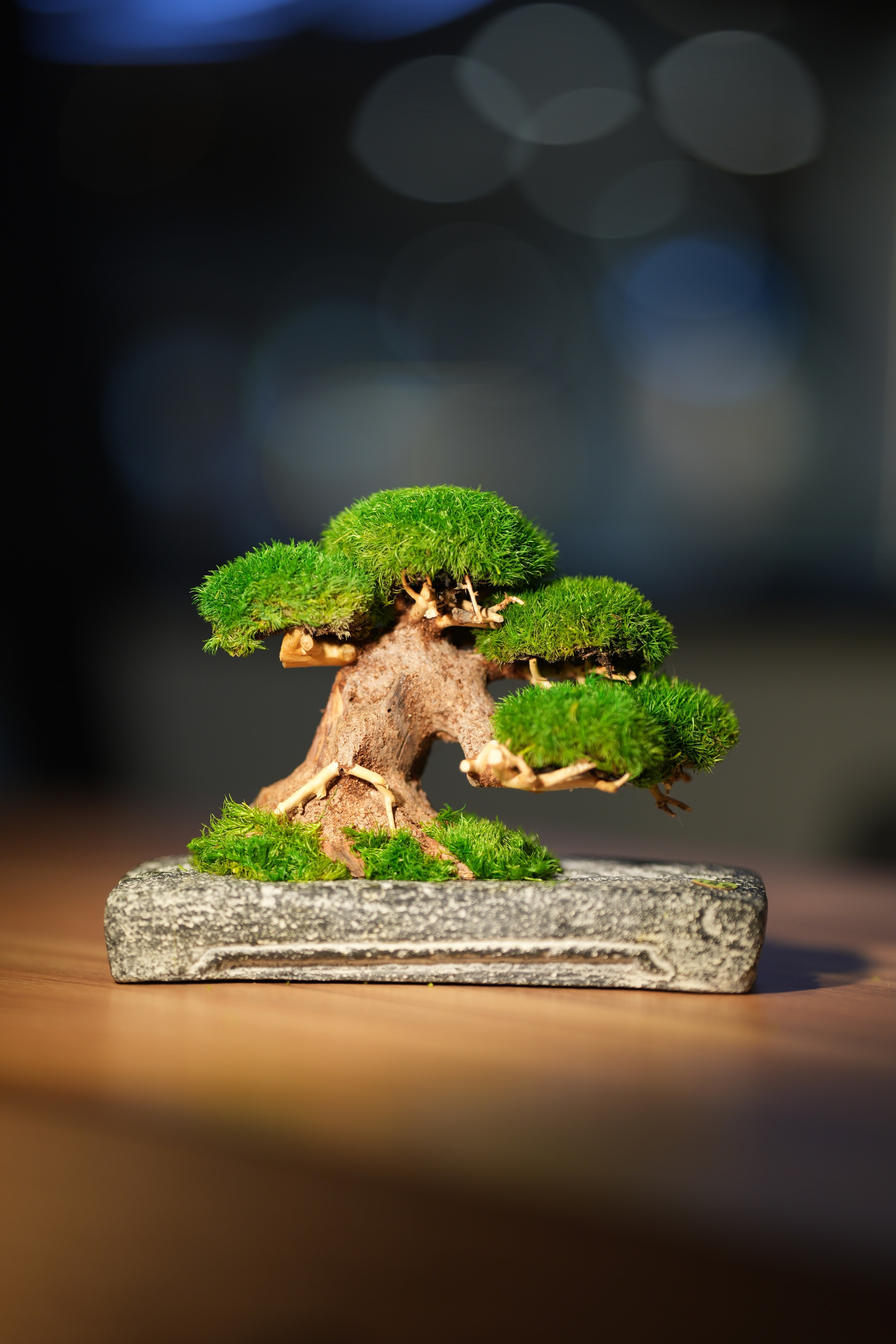 Slow Wood - Young - Anchor (Preserved Plants)