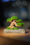 Slow Wood - Young - Anchor (Preserved Plants)