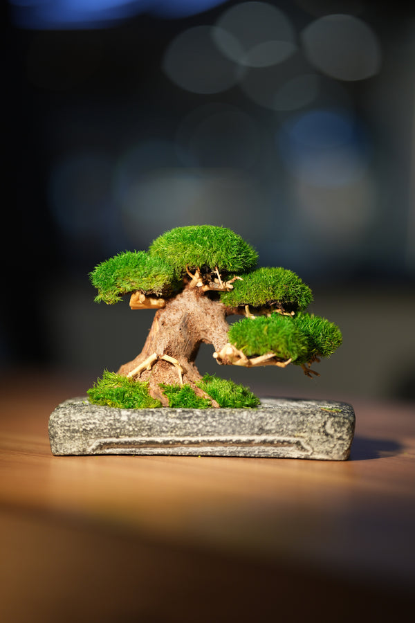 Slow Wood - Young - Anchor (Preserved Plants)