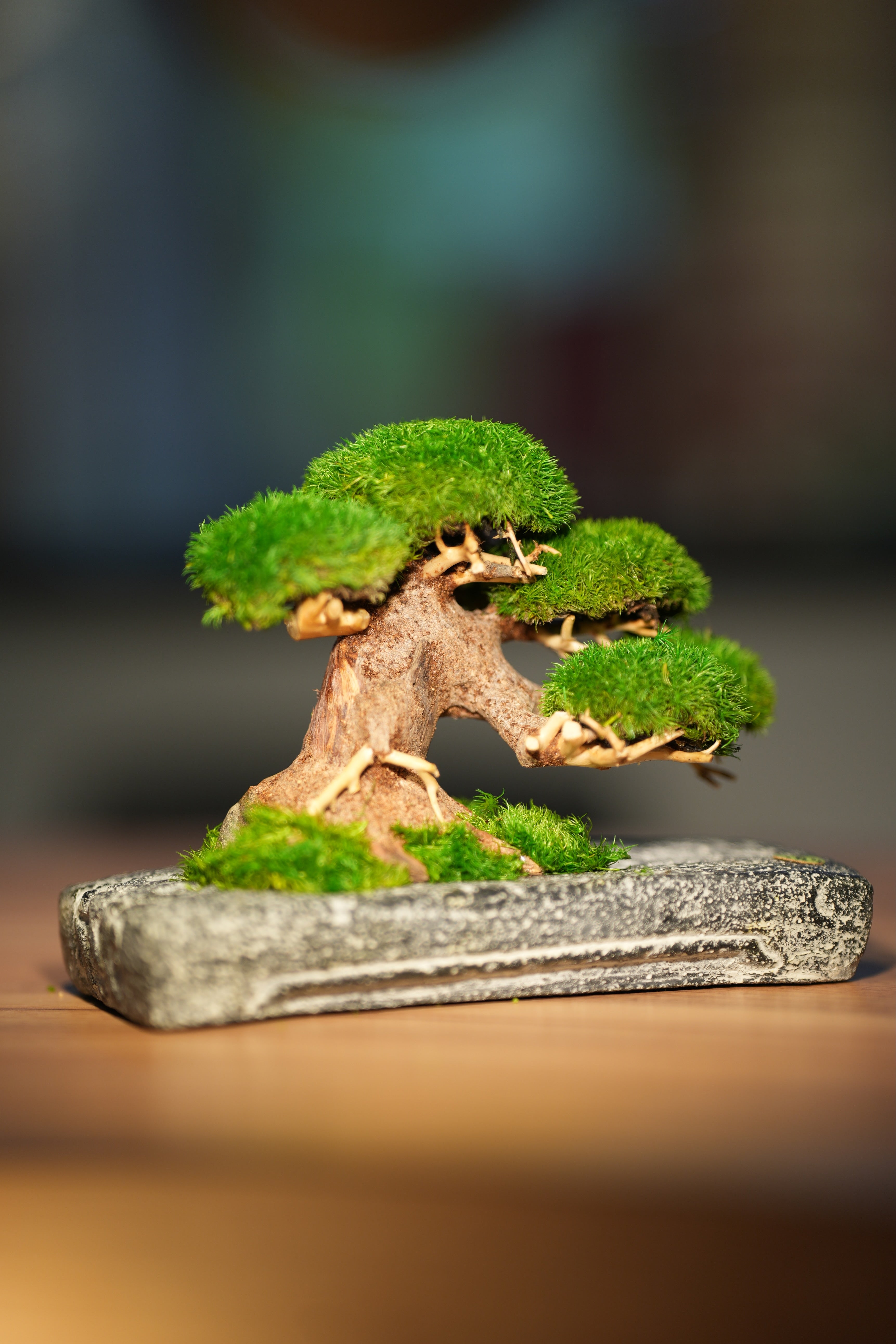 Slow Wood - Young - Anchor (Preserved Plants)