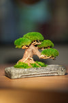 Slow Wood - Young - Anchor (Preserved Plants)