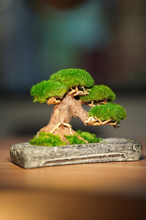 Slow Wood - Young - Anchor (Preserved Plants)