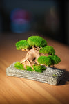 Slow Wood - Young - Anchor (Preserved Plants)