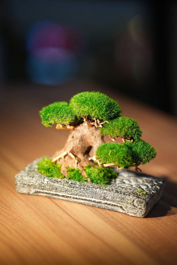 Slow Wood - Young - Anchor (Preserved Plants)