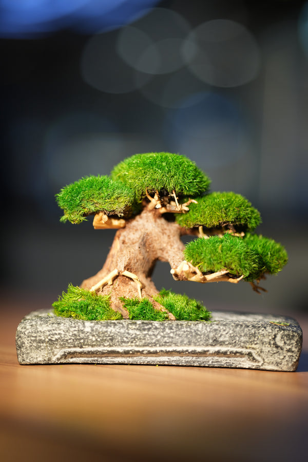 Slow Wood - Young - Anchor (Preserved Plants)