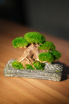 Slow Wood - Young - Anchor (Preserved Plants)