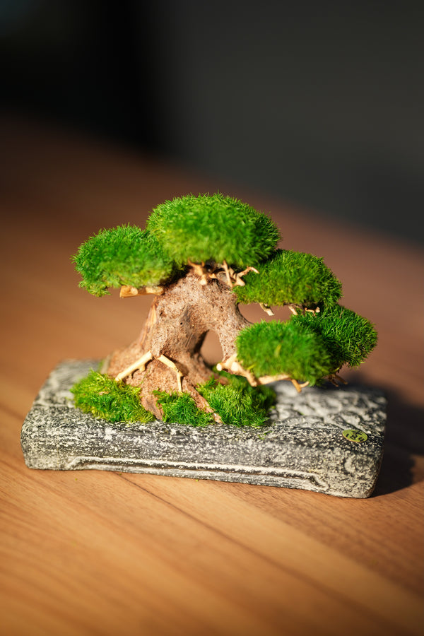 Slow Wood - Young - Anchor (Preserved Plants)