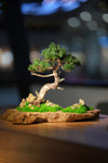 Juniper by the Winding Path - Garden