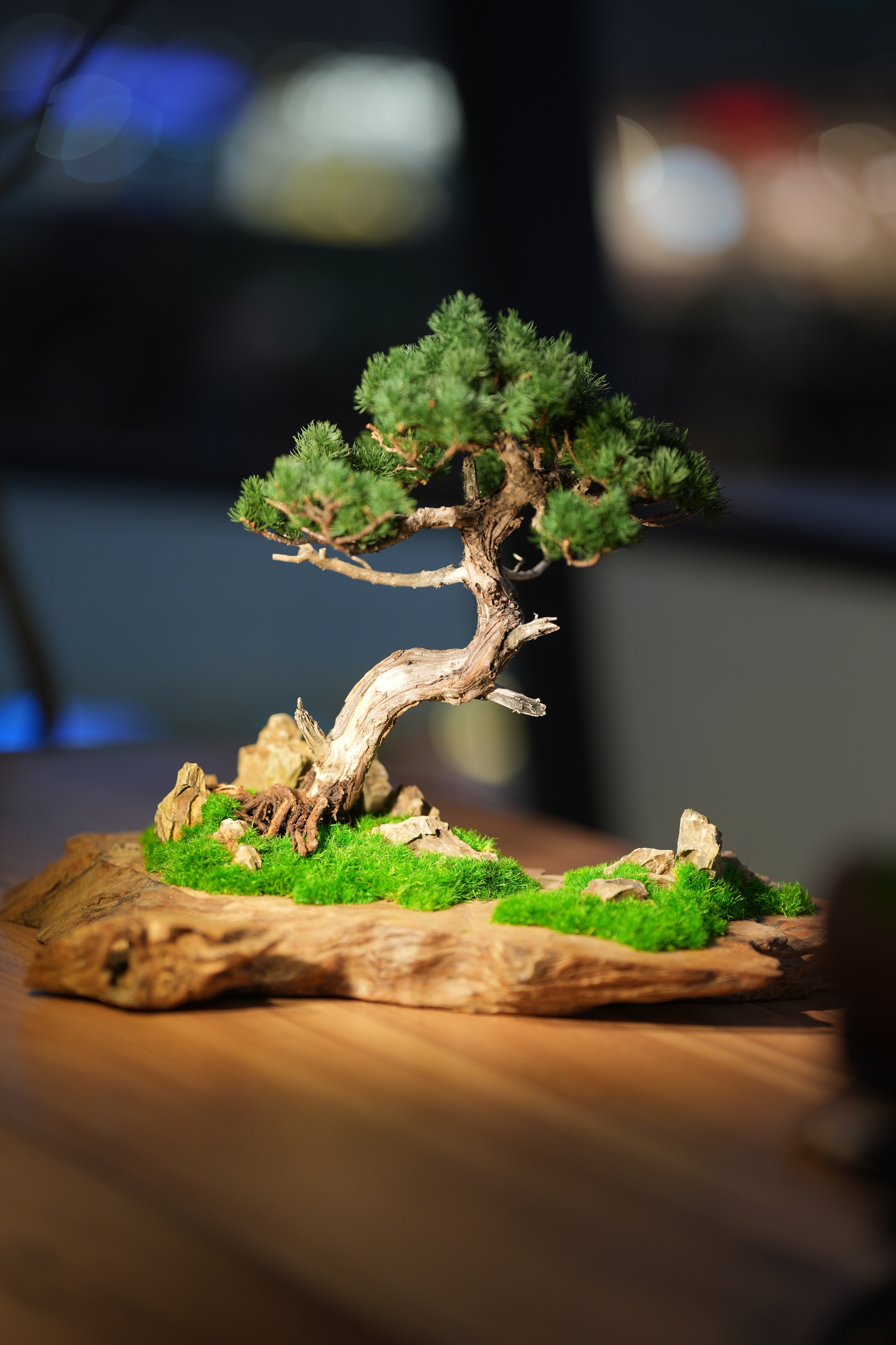 Juniper by the Winding Path - Garden
