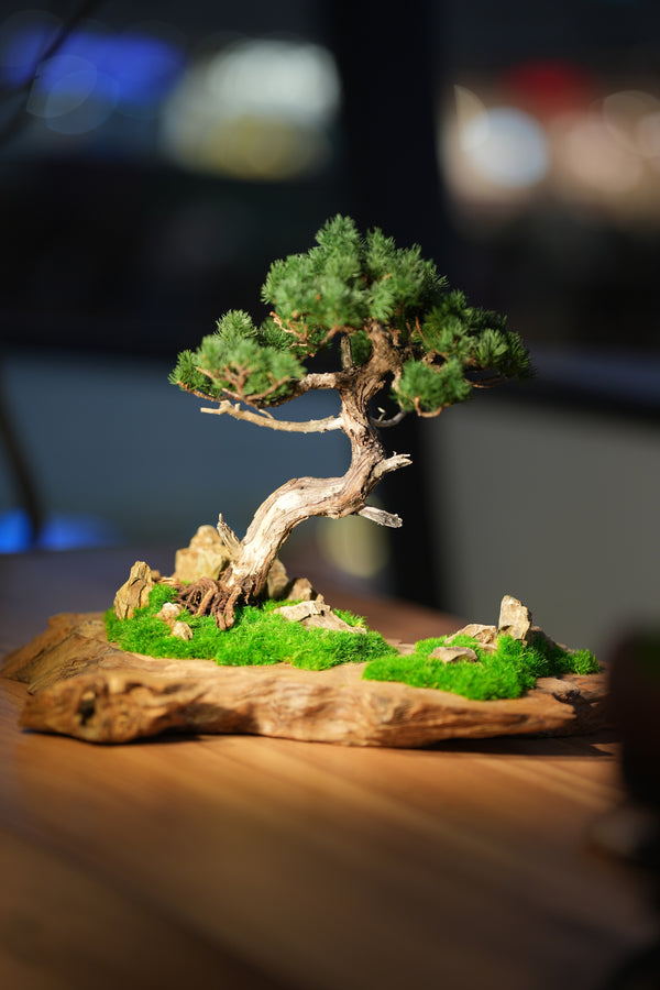 Juniper by the Winding Path - Garden