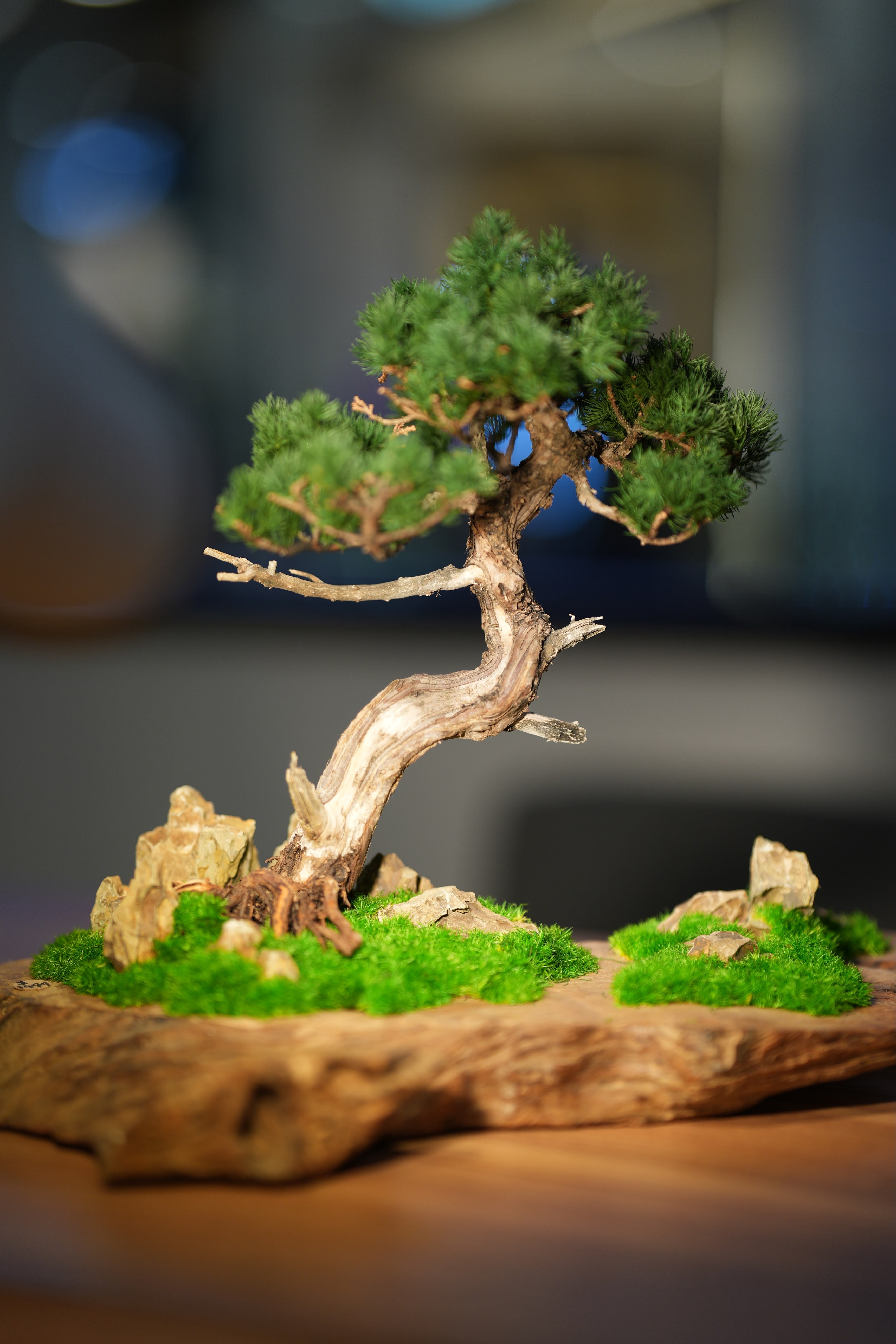 Juniper by the Winding Path - Garden