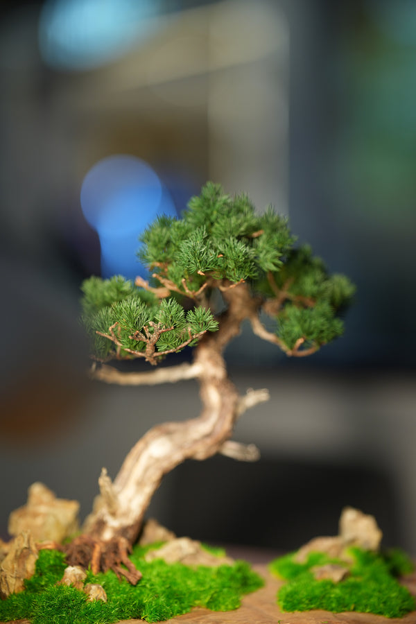 Juniper by the Winding Path - Garden