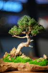 Juniper by the Winding Path - Garden