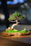 Juniper by the Winding Path - Garden