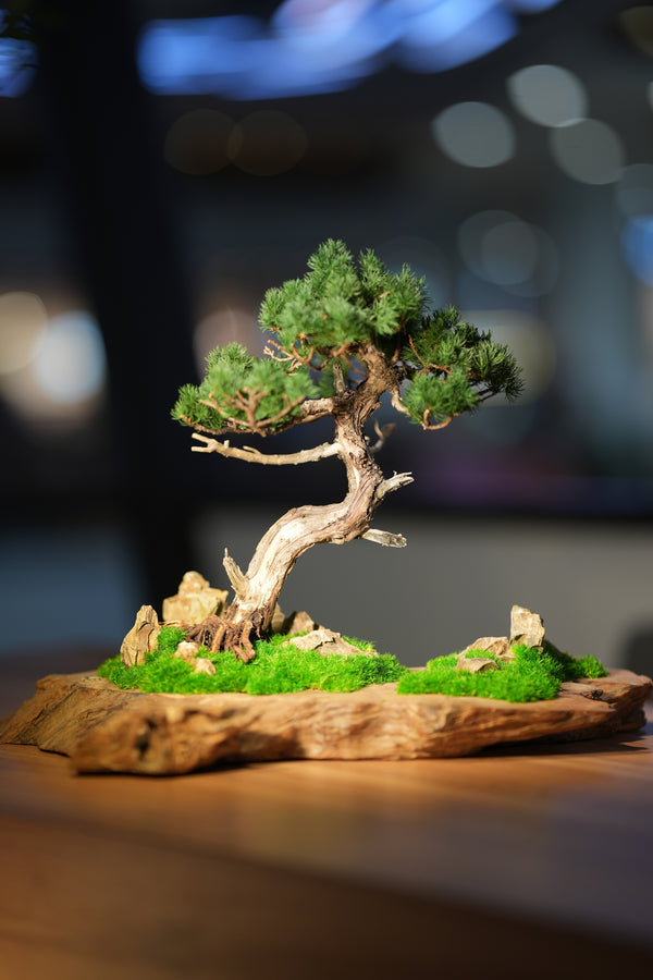Juniper by the Winding Path - Garden