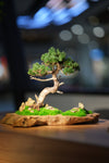Juniper by the Winding Path - Garden