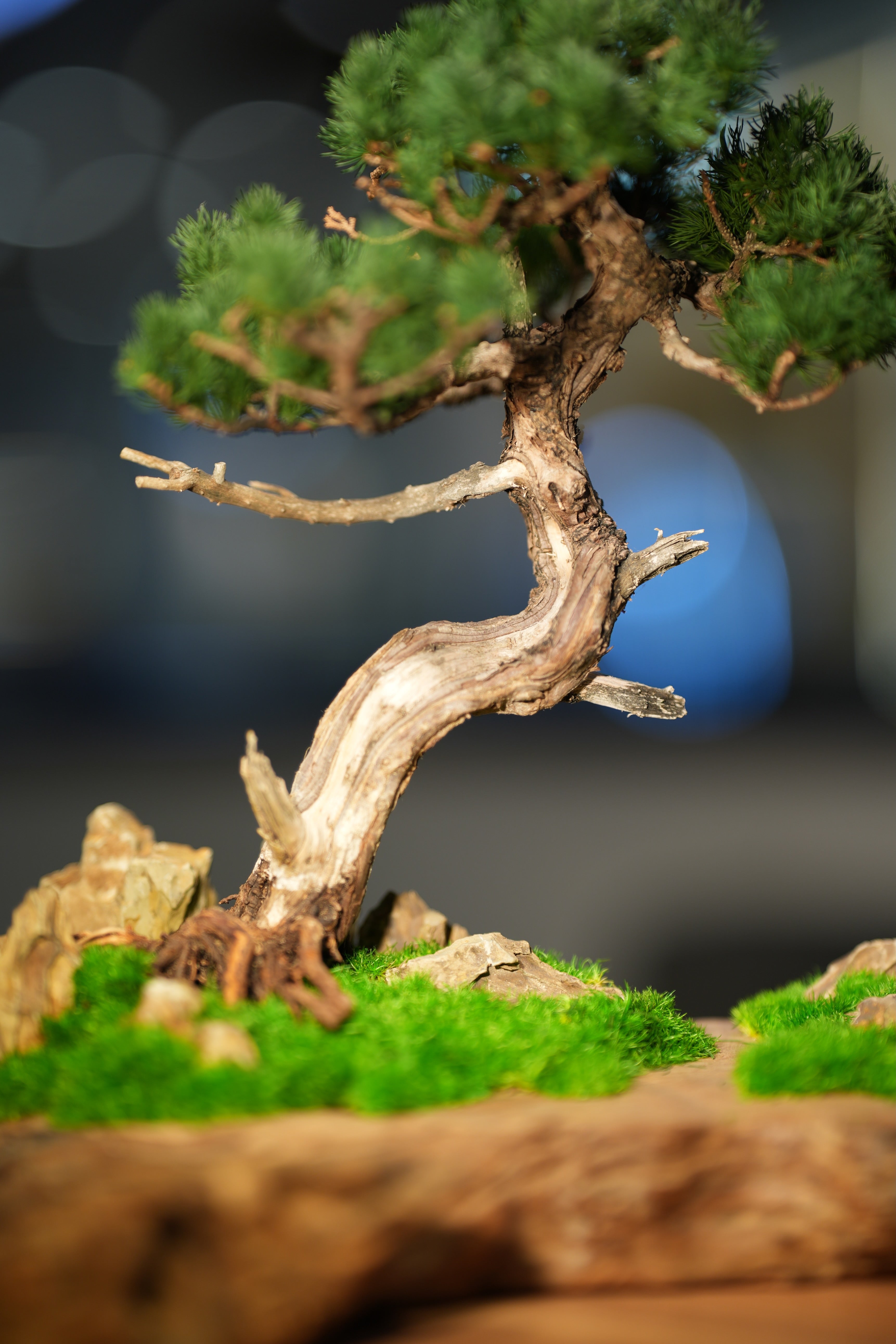 Juniper by the Winding Path - Garden