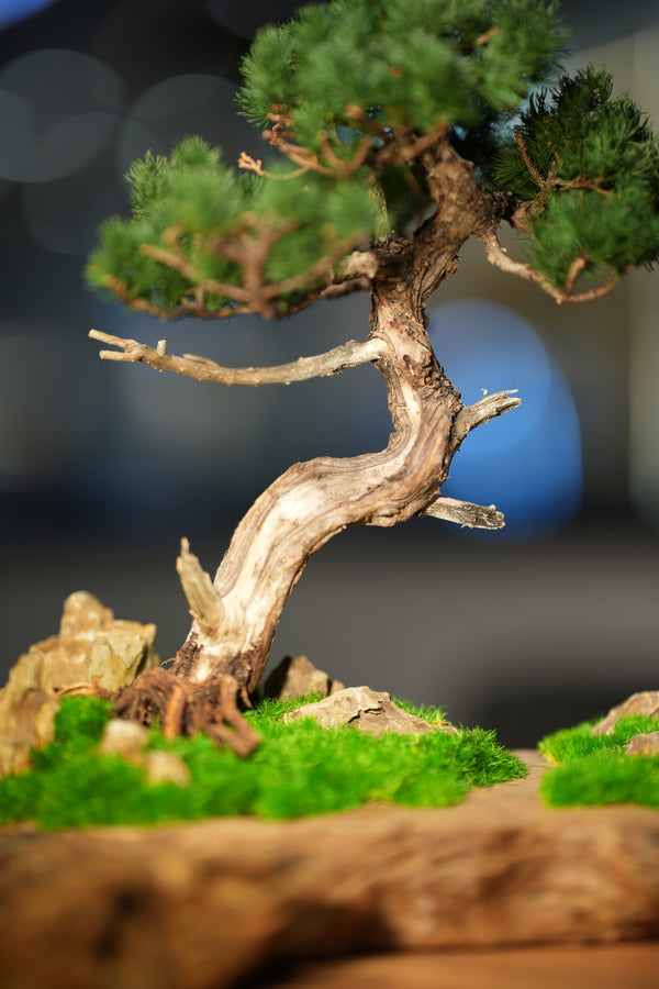 Juniper by the Winding Path - Garden